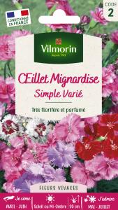 Œillet Mignardise Simple Varié